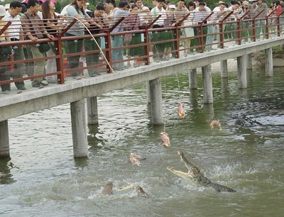 吊鱷魚