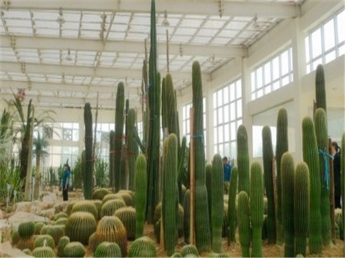 沙漠植物風情園