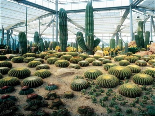沙漠植物風情園2