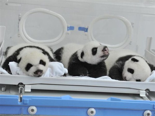全球唯一熊貓三胞胎